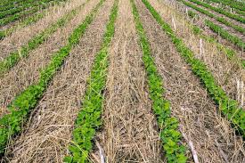 乡村内蒙古主要种植什么农作物振兴-中新网广西新闻