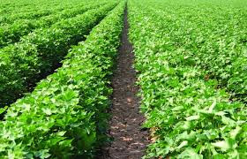 用好黄精种植技术与种植方法管理技术种出好粮食