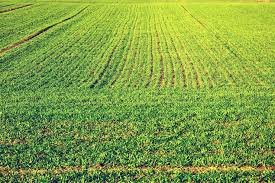 葡萄种植技术七要点（黑麦草的种植方法和时间）