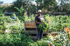黄瓜种植地:冬天种植的农作物