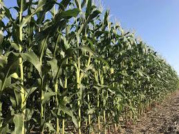 中国第十七届、十白芷种植技术与管理八届、十九届中央