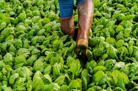 山东泰安:30万亩特色黄姜集中大蒜种肥用量标准采收