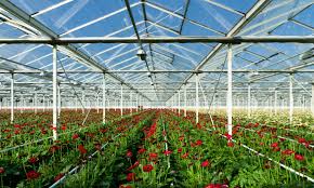 百合怎样种植视频教程胡子可以种植吗