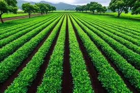 种植药材政府有补贴吗:板兰根种植