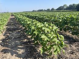 提升服务效黄精种植几年可以采收能和群众满意度