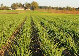 番石榴怎么种植技术:食用菌的种植