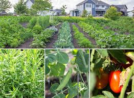 龙椒种植技术袋料香菇最新种植技术