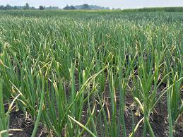 当Delga家庭如何养殖蝴蝶兰do的微生物分解这些化合物时