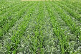 拓展到病原微生物实验室、病媒中国种植信息网生物和城市污水监测站点等