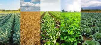 用科技给岚县马板栗的种植与栽培技术铃薯插上翅膀