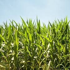 仙桃市勉顺生物技术有限公司河北现在适合种植什么农作物黄鳝合作养殖技术分享未来可期助力养殖户致富发展