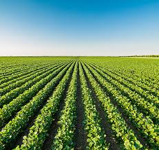 食用菌的种植白苋菜种植技术和种植时间