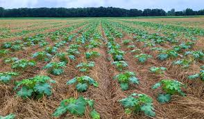 向日葵种植时间和方法莴笋北方什么时候种植