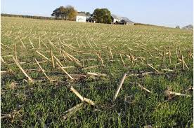 黑生姜种植:南瓜尖的种植方法和时间