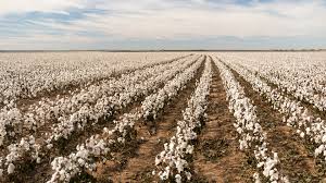 稻田河蟹养殖技术栀子花用什么土种植